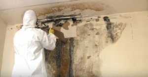 Black mold removal